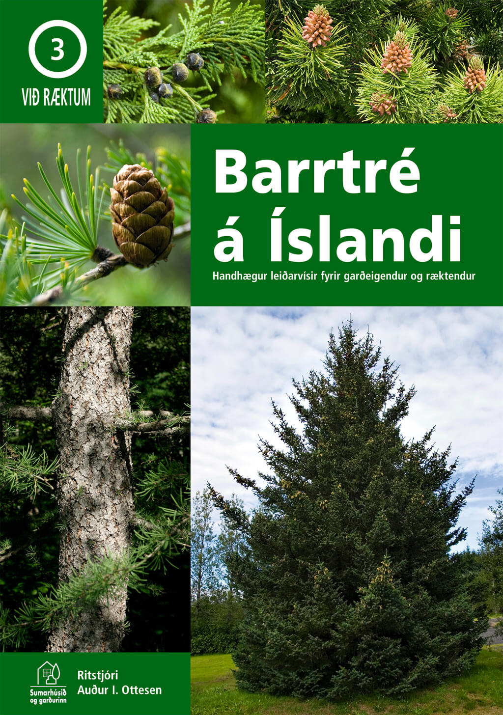 Barrtré á Íslandi