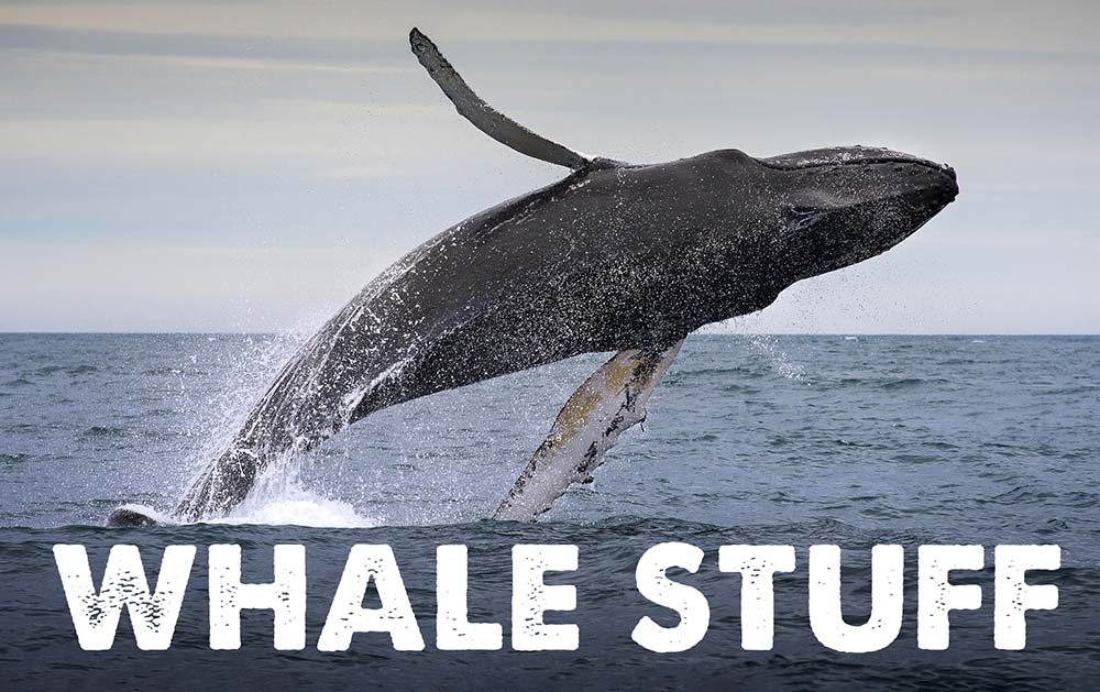 WhalesStuff_72
