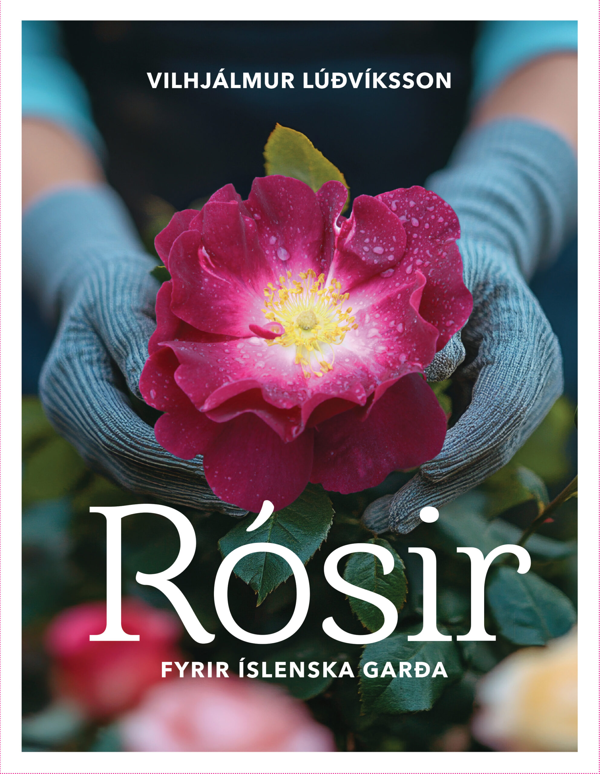 rósir